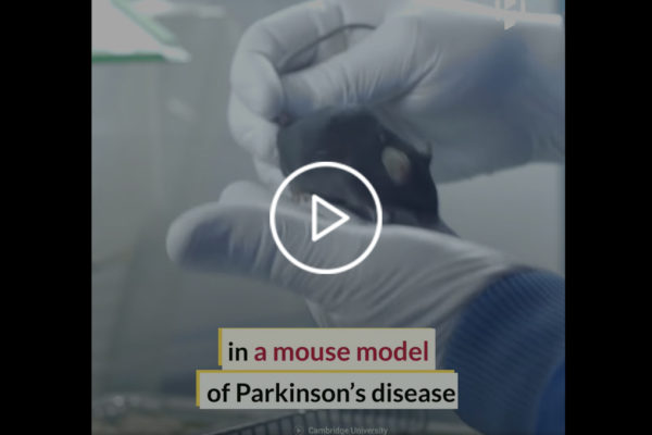 Stem Cells Repairing Parkinson’s-related Damage in Mice